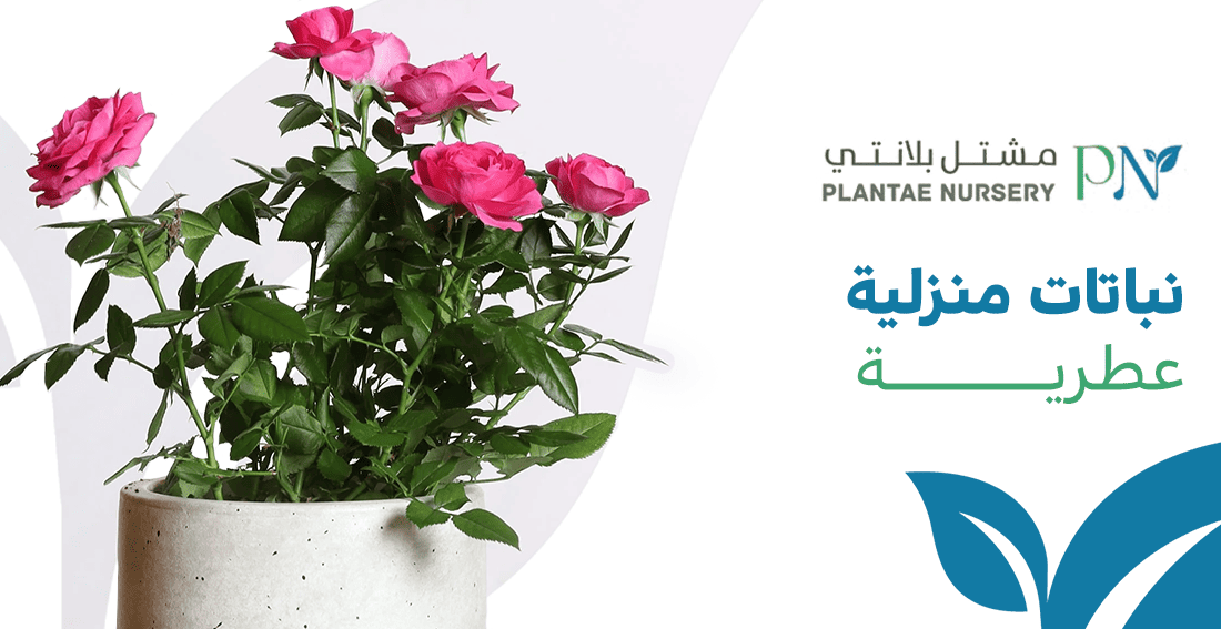 نباتات منزلية عطرية فاخرة