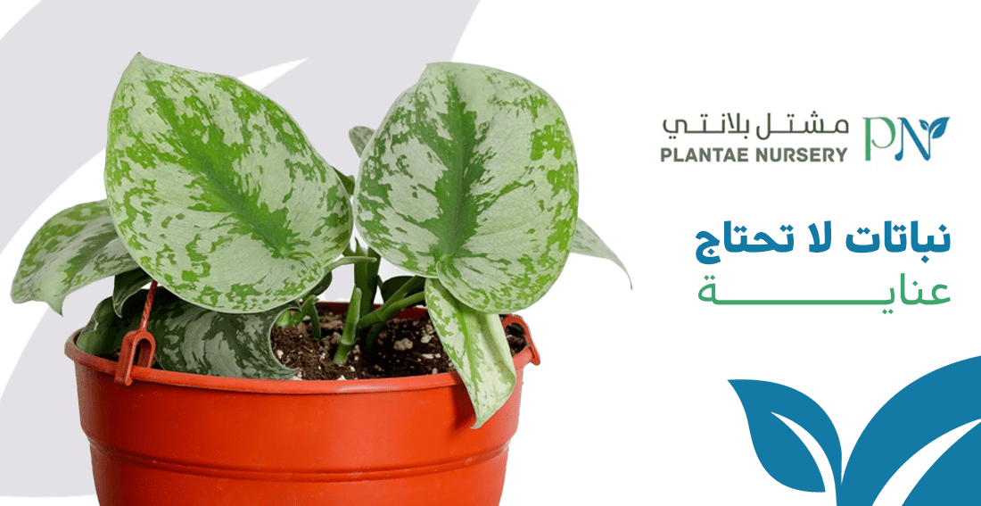 أفضل نباتات لا تحتاج عناية للبيوت العصرية|مشتل بلانتي