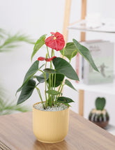 Anthurium plant with red flowers