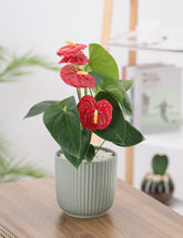 Anthurium plant with red flowers