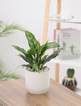 Aglaonema Maria plant