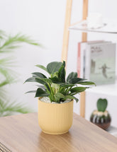 Philodendron plant