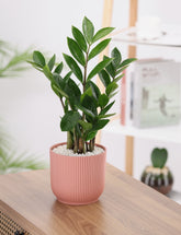 Green Zamia Plant