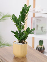 Green Zamia Plant