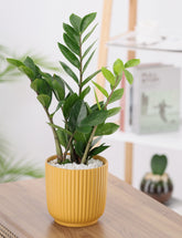 Green Zamia Plant