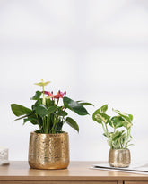 بكج رفيق المناسبات