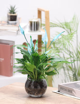 السباثيفيلوم بزهور زرقاء