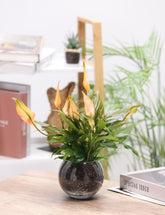 السباثيفيلوم بزهور برتقالية