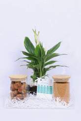 بكج رمضان – نبات السباثفيليوم مع تمر وضيافة بالصينية الشفافة