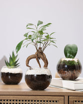 بكج نباتات صديق البدايات