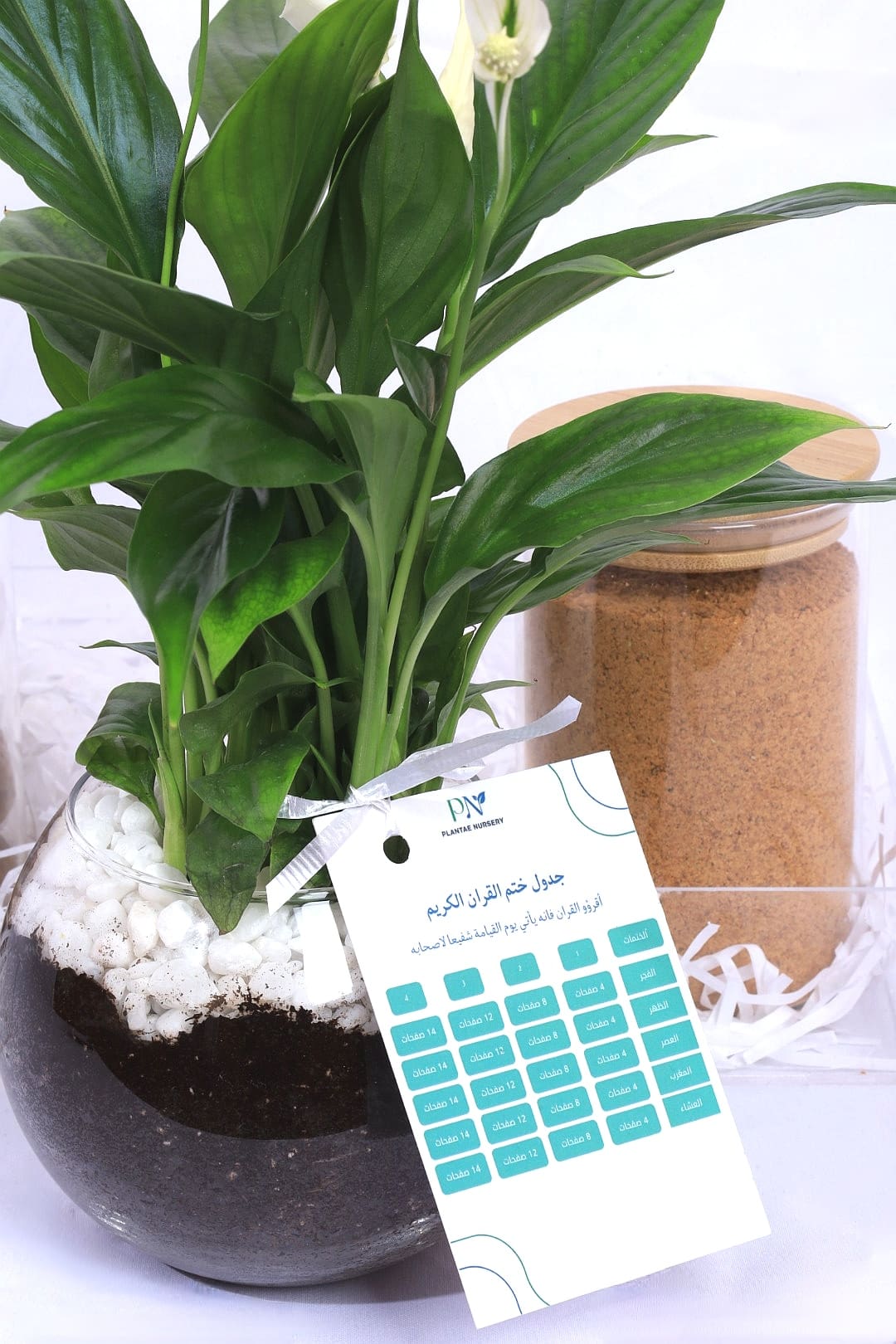 بكج رمضان – نبات السباثفيليوم مع تمر وضيافة بالصينية الشفافة