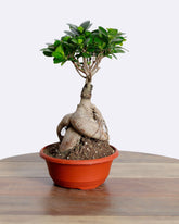 نبتة بونساي صغيرة