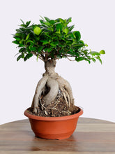 نبتة بونساي