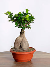 نبتة بونساي