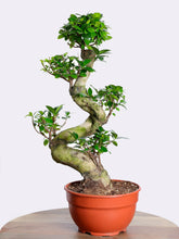 نبتة بونساي