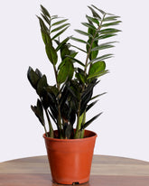 نبتة زاميا اسود