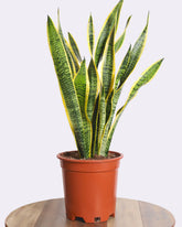 صبار جلد النمر