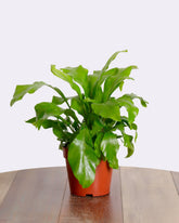 أسبيلينيوم كامبيو