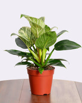 نبات فيلودندرون بيركن