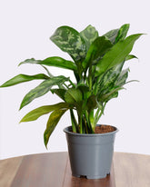 اجلونيما ماريا