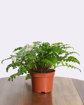 اسبيلينيوم بارفاتي