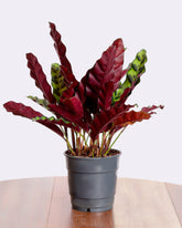 نبات كلاثيا إنسقنيس باللون الأخضر والأحمر