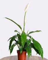 السباثيفيلوم