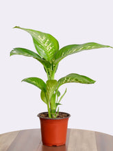 شجرة ديفنباخيا تروبك سنو