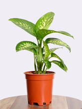 شجرة ديفنباخيا تروبك سنو كبيره