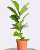 فيكس ليراتا