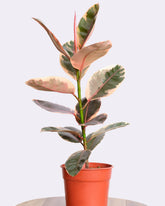 فيكس تينيكي