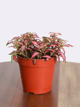 نبات فيتونيا الأحمر