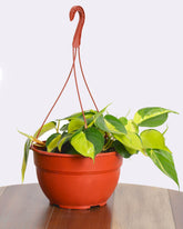 فيلودوندرون برازيل