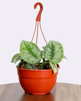 بوتس بيكتوس