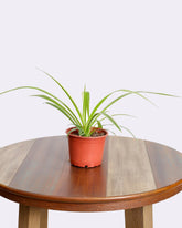 نبتة العنكبوت ( سبايدر)