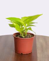 بوتس ذهبي نيون