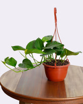 نبتة بوتس صغيرة