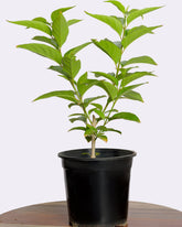 شجرة الياسمين الاسترالي