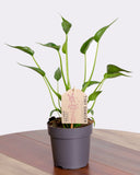 Little dancing alocasia