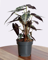 نبتة الوكاسيا بولي