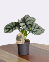 نبتة الالوكاسيا سلفر دراقون فاخرة