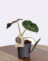 نبتة الوكاسيا بلاك فلفيت