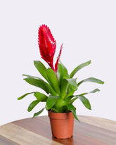 الجوزمانيا