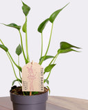 Little dancing alocasia