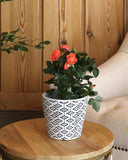 Orange flowered rose plant