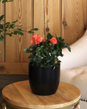 Orange flowered rose plant