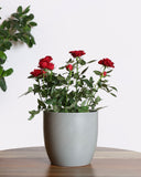 Red flower rose plant