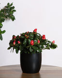 Azalea plant with red flowers