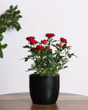 Red flower rose plant