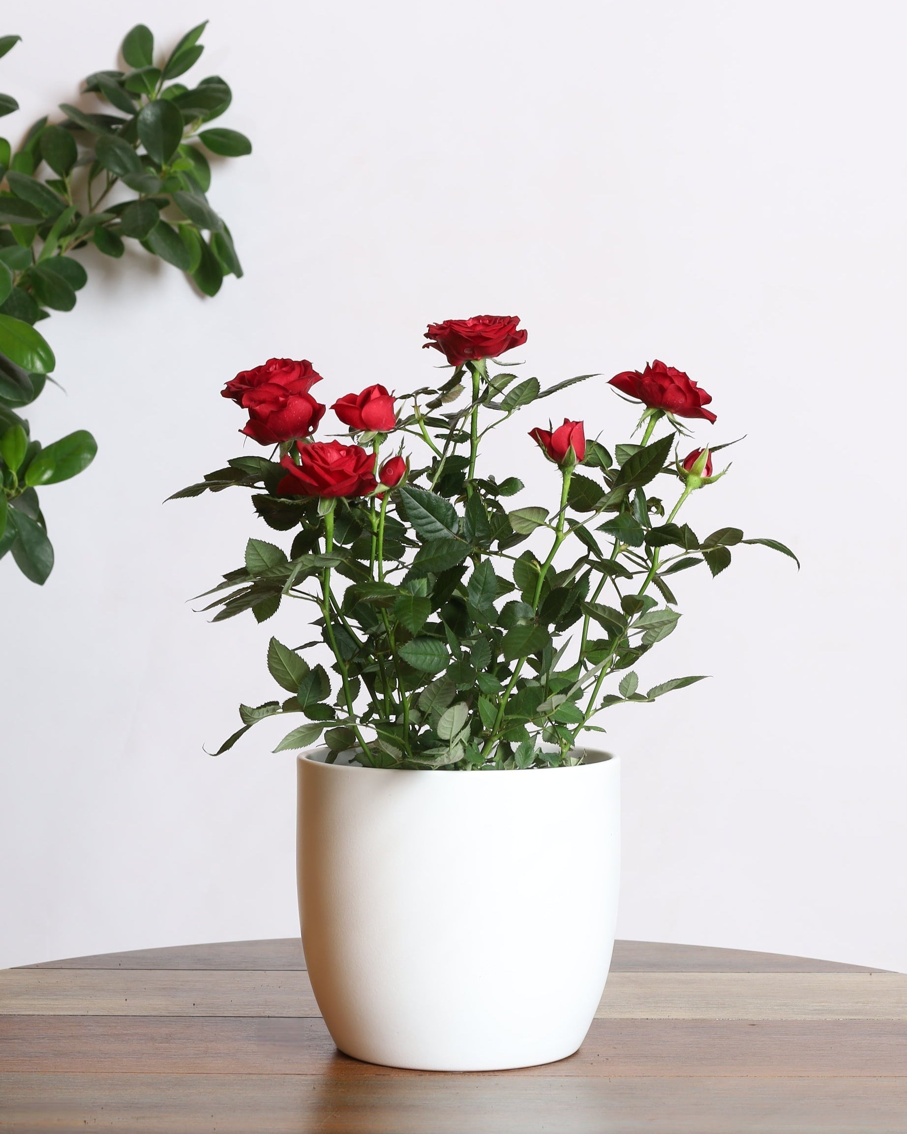 نبتة جوري بزهور حمراء